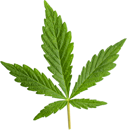 http://www.bountifulbudsdelights.com/wp-content/uploads/2018/12/marijuana_leaf_large.png